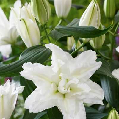 Roselily Edsilia Double Oriental Lily