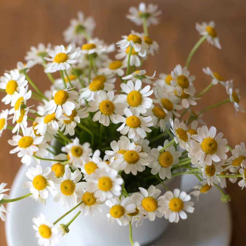 German Chamomile Seed Grow Kit