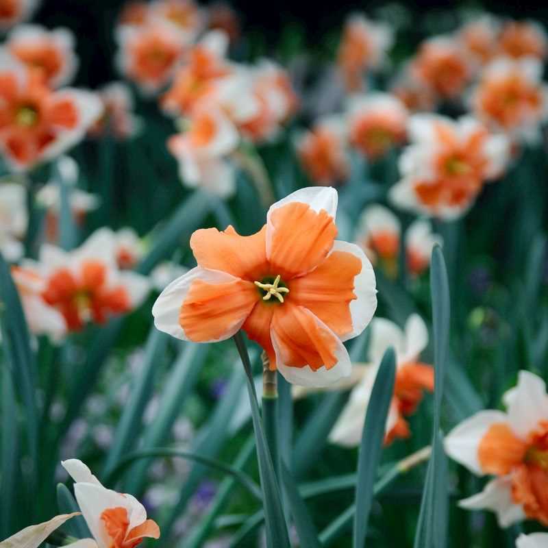 Narcissus Split-Corona Orangery