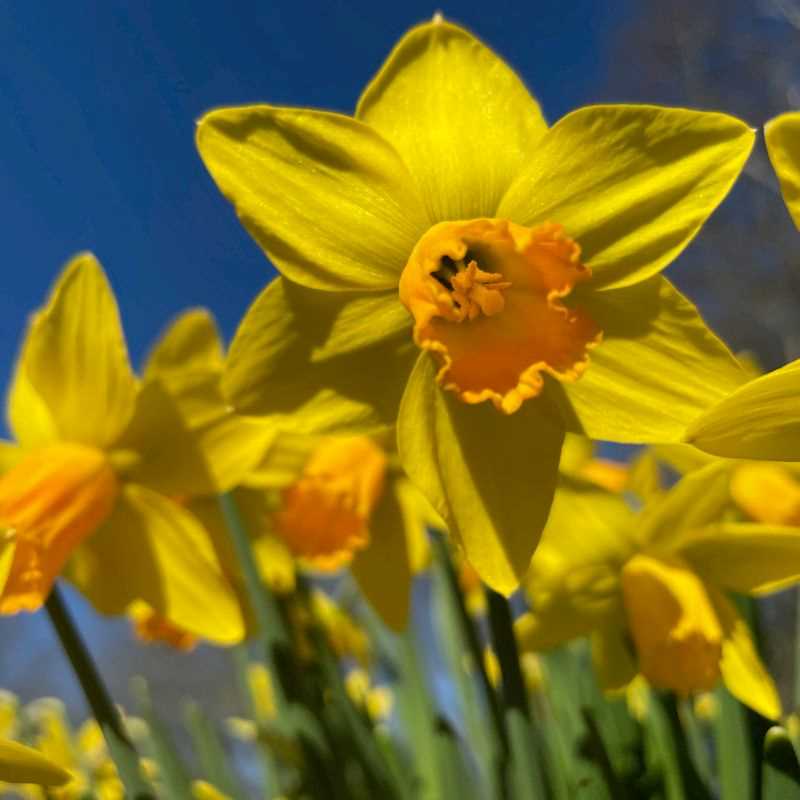 Narcissus Cyclamineus Jetfire