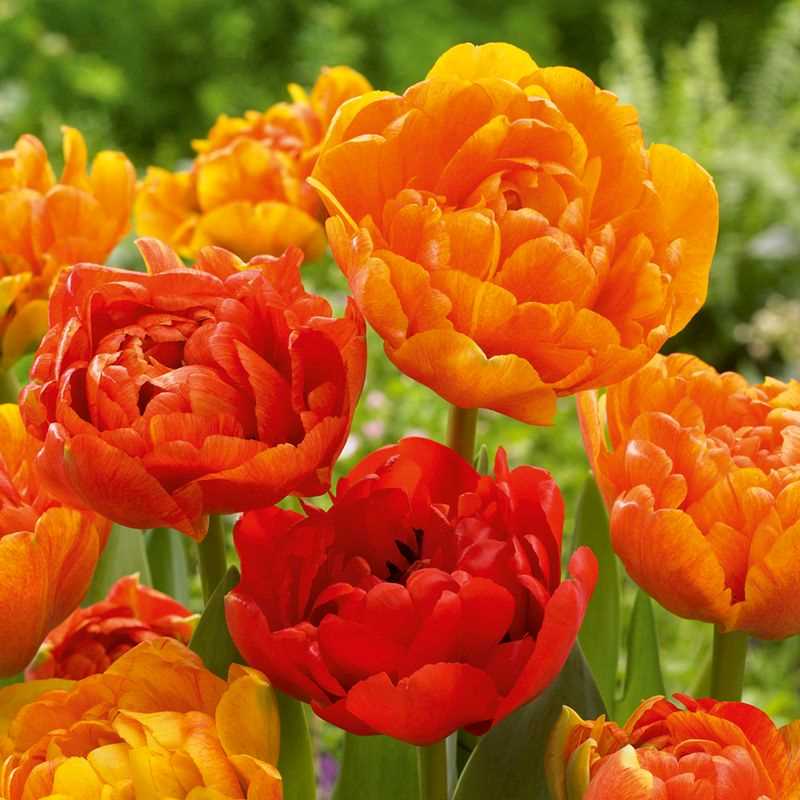 Tulip Double Late Sun Lover