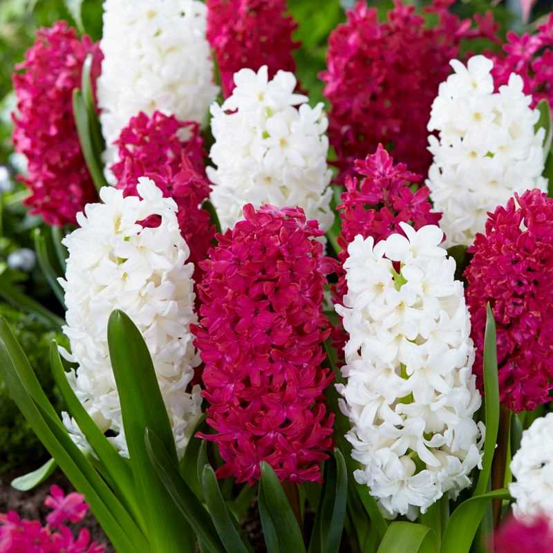 Hyacinth Orientalis Canadian Pride