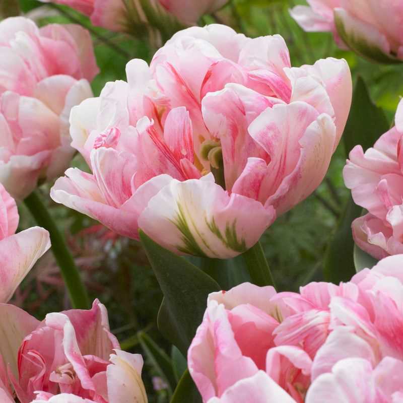 Tulip Double Late Finola