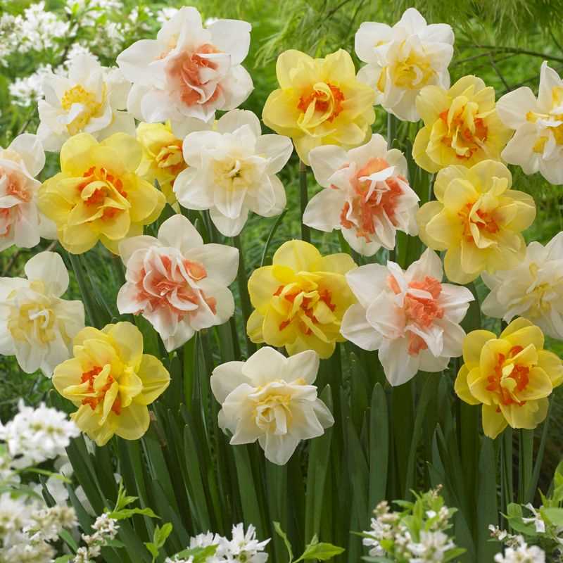 Narcissus Double Assorted