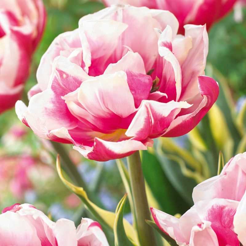 Tulip Double Late Toplips