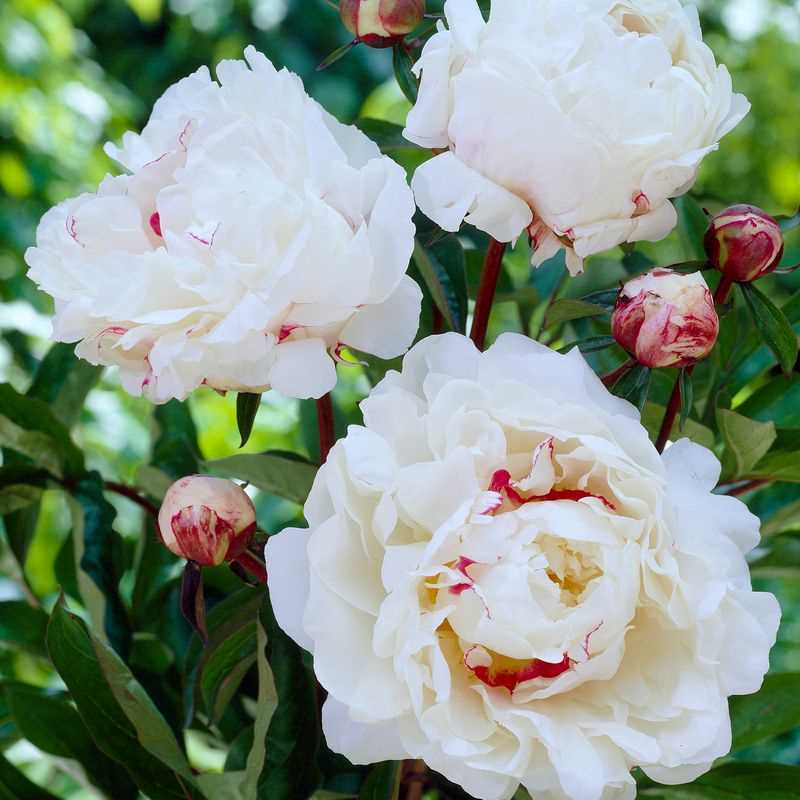 Festiva Maxima Peony