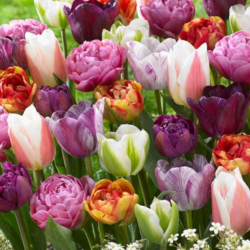 Tulip Assorted