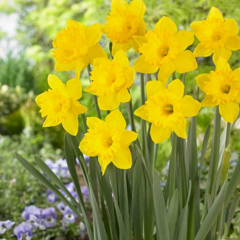 Narcissus Trumpet Dutch Master