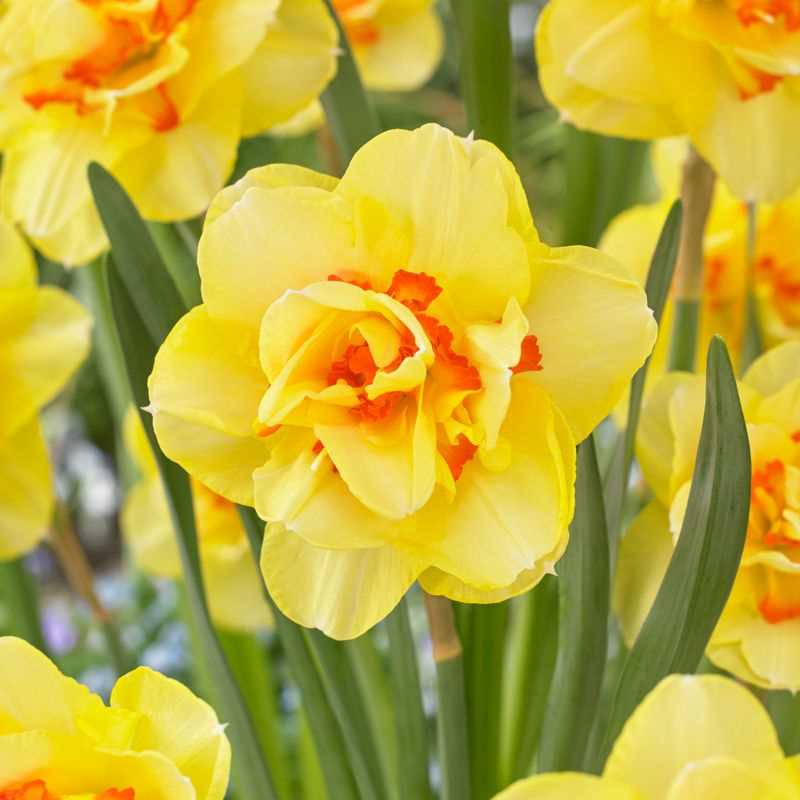 Narcissus Double Tahiti