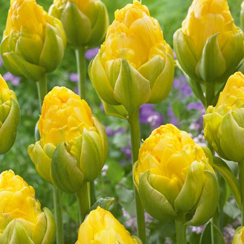 Tulip Double Late Vanilla Coup